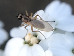 Lonchoptera bifurcata