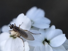 Lonchoptera bifurcata