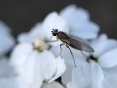 Lonchoptera bifurcata