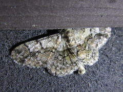 Satoblephara parvularia