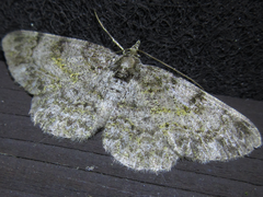 Protoboarmia simpliciaria