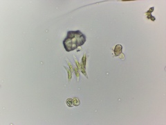 Tetradesmus