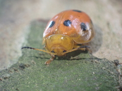 Oides decempunctata