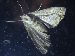 Elophila turbata