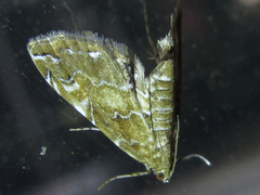 Elophila turbata