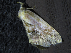 Lophomilia
