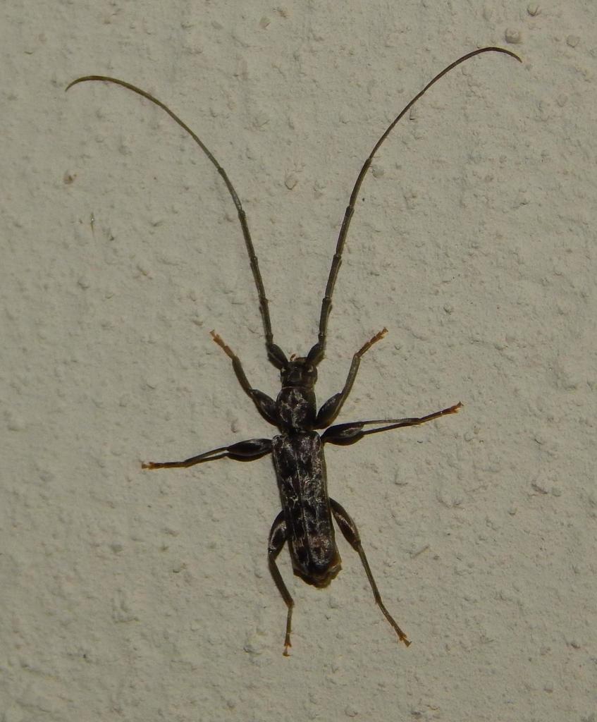 Pelossus clarki