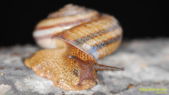 Nesiohelix samarangae