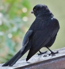 Melaenornis pammelaina ater