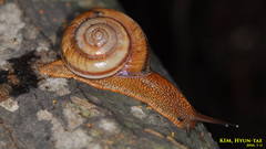 Nesiohelix samarangae