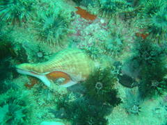Africofusus ocelliferus