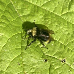 Bombus vandykei