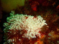 Melithaea rubra