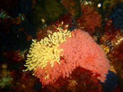 Melithaea rubra