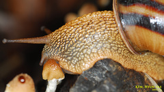 Nesiohelix samarangae