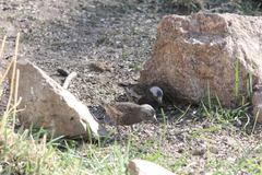 Leucosticte