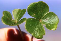 Oxalis truncatula