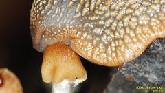 Nesiohelix samarangae