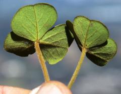 Oxalis truncatula