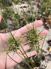 Cyperus dentatus