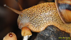 Nesiohelix samarangae