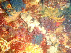 Haploblepharus pictus