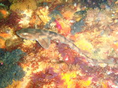 Haploblepharus pictus