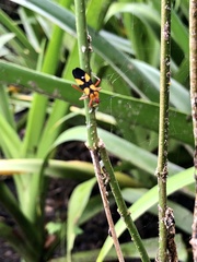 Oncopeltus guttaloides