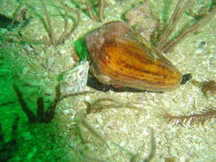 Conus algoensis simplex