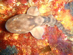 Haploblepharus pictus