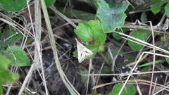 Diasemia monostigma