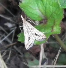 Diasemia monostigma