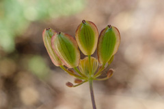 Lomatium congdonii
