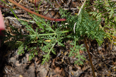 Lomatium congdonii