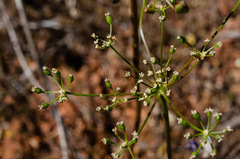 Lomatium congdonii