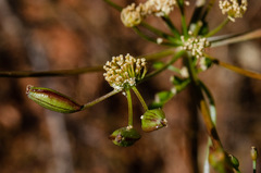 Lomatium congdonii