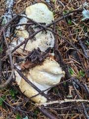Cantharellus subalbidus