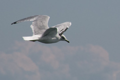 Larus delawarensis