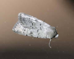 Epipsilia grisescens