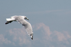 Larus delawarensis