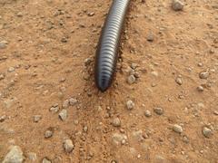 Archispirostreptus gigas