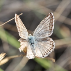 Polyommatus albicans
