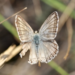 Polyommatus albicans