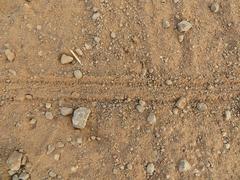 Archispirostreptus gigas