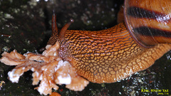 Nesiohelix samarangae