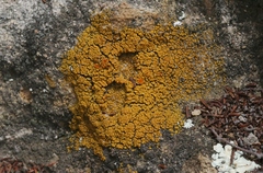 Polycauliona bolacina