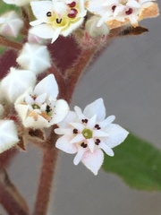 Commersonia dasyphylla