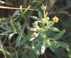 Sibbaldianthe orientalis