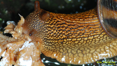 Nesiohelix samarangae