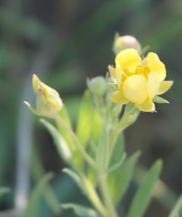 Sibbaldianthe orientalis